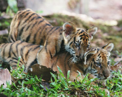 Die beiden Tiger