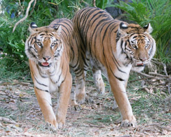 Die beiden Tiger